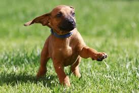 Usda licensed commercial breeders account for less than 20% of all breeders in the country. Rhodesian Ridgeback Character Breeders Puppies And Price