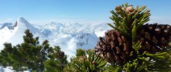 Photos, address, and phone number, opening hours, photos, and user reviews on yandex.maps. Ferienwohnungen Thannheimer Gastehauser In Oberstdorf
