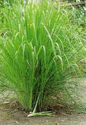Blog keep up to date with the latest news. Riding Java 15 Daun Serai Benefits To Health Beauty Skin