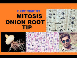 Check spelling or type a new query. Onion Root Tip Mitosis Experiment Youtube