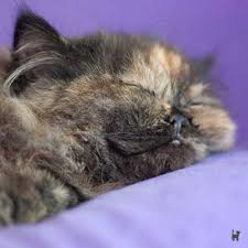 Katze pinkelt standig ins bett. Wie Machst Du Das Nachtruhe Und Abendrituale Blog Katzen Fieber De