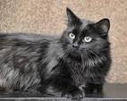 Black Cat Breeds (with Yellow Eyes, Long haired)