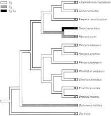 Image result for Danthoniopsis dinteri