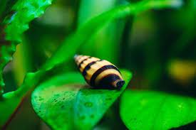 Here are aquarium pest snail species, where they came from, and how to get rid of them! Assassin Snail Definitive Guide To This Pest Controller Everything Fishkeeping