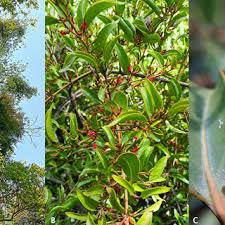 Image result for Helixanthera