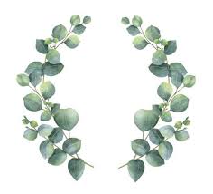 866 x 1300 jpeg 71 кб. 17 Eucalyptus Wreath Png Wreath Illustration Wreath Watercolor Silver Dollar Eucalyptus