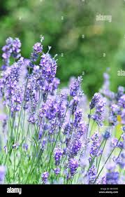 Image result for Lavandula angustifolia Vera