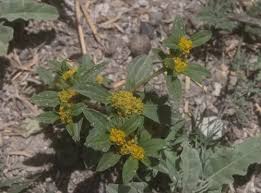 Image result for Flaveria trinervia