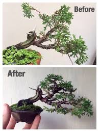 I know junipers don't back bud easily, so i've been taking my time thinking about it before i do much pruning. Itoigawa Shimpaku Before After Https M Facebook Com Pre Bonsai Juniper Bonsai Bonsai Wire Bonsai Tree Care