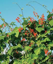 Last year in the market garden, stephen devised a 'bean banjo' to grow the runner beans up, which created a cool green corridor in the garden. Scarlet Runner Bean Flowering Vine Growing Information Johnny S Selected Seeds