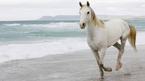 Mide 43 cm de alto y pesa. Caballo Blanco Se Esta Ejecutando En El Caballo De La Orilla Del Mar Fondo De Pantalla Hd Peakpx