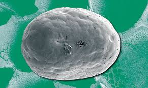 Image result for Pauridiantha