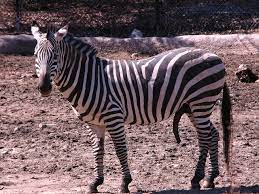 File:Zebra with erect penis.jpg - Wikimedia Commons