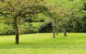 Beautiful backgrounds | high resolution designs. Garden Wallpapers Top Free Garden Backgrounds Wallpaperaccess