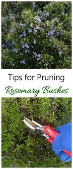 What everyone should know about growing rosemary? Pruning Rosemary How And When To Prune Rosemary Plants Bushes