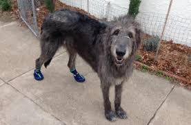 Dog Boots For Irish Wolfhounds Alldogboots Com