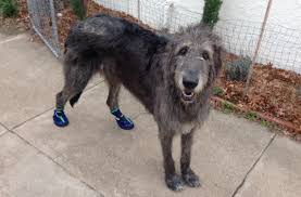 dog boots for irish wolfhounds alldogboots com