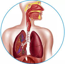 Ketika menoleh aku karena payudaraku adalah salah satu bagian tubuhku yang paling sensitif. Quiz Latihan Uh Human Respiratory And Excretory System Quiz Quizizz