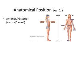 Maybe you would like to learn more about one of these? Ppt Anatomical Position Sec 1 9 Powerpoint Presentation Free Download Id 1867213