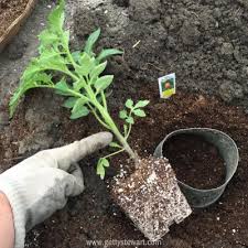 Tomato plants grows really fast so you should start to get visible sprout within a week. How To Plant Tomatoes Gettystewart Com