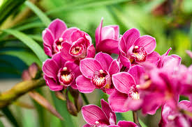 They're available in lovely shades ranging from pale blue to hot pink, and their lovely fragrance reminds you spring has arrived finally. How To Care For Cymbidium Orchids Which Gardening Helpdesk