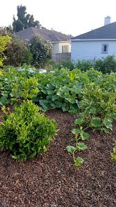 Amazon.Com: Ortho Insect Killer Flower And Vegetable Garden Dust - Kills  Insects On Contact, Use On Vegetable Gardens And Flowers, Kills Aphids,  Whiteflies And Cabbage Loopers For Up To 8 Months, 1.75