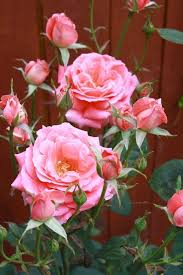 pin de tina fernandez en plantas de rosal y mas en 2020 rosas flores rosales