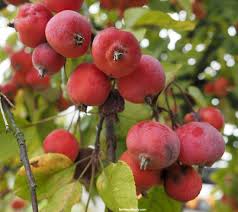 We did not find results for: Crabapples A Detailed Guide Identification Types Fruits Care