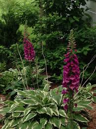 One of the loveliest, most important plant species miscellaneous: Hosta And Foxgloves Do Foxgloves Do Ok In Shade Hostas Shade Garden Foxglove