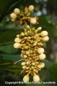 Image result for Faurea racemosa