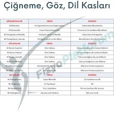Cigneme Goz Dil Kaslari Origo Insertio Tablolari Dil Kas Gozler