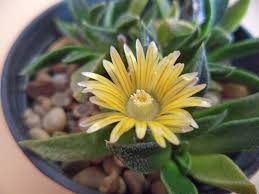 Image result for Nananthus aloides