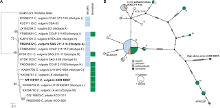 A kitchen has many kitchen utensils that is used for preparing and serving food such as saucepan, knife and grater. Frontiers Adaptation To Aquatic And Terrestrial Environments In Chlorella Vulgaris Chlorophyta Microbiology