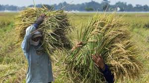 Asia tenggara ini menyebutdirinya dalam orgnisasi asean yang sampai saat ini dalm data terbaru terdiri dari 11. Pemerintah Canangkan Impor Beras Di Tengah Panen Raya Petani Itu Menyakitkan Bbc News Indonesia