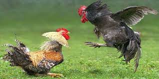 Rabu, 28 oktober 2020 | 11:29 wib. Sabung Ayam Sabungayam Ayamsabung Ayamaduan Sabong S128 Ayamsabong Sabongayam Ayamthailand Ayamaduanthailand Sabunga Ayam Ayam Jantan Ayam Thailand