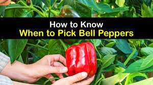 Peppers have moderately large root systems, so the containers need to be at least 14 inches deep, the deeper the better in terms of productivity. How To Know When To Pick Bell Peppers