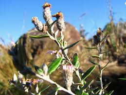 Image result for Athrixia