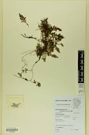 Image result for Hymenophyllum splendidum