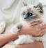 Birman Kittens for Sale - Felines4us