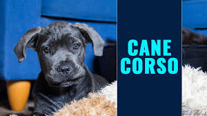 Over the years we have invested our time in shelters in the new york area to help get them in good homes. Cane Corso Puppies Dog Breed Information On The Guardian Dog Petmoo