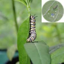 Does Eating Milkweed Make Monarch Caterpillars Sick Nope Monarch Caterpillar Milkweed Monarch