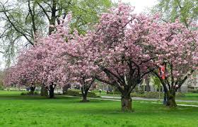 Image result for Prunus serrulata