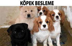 kopek beslenmesi kopek evcil hayvanlar yavru kopek