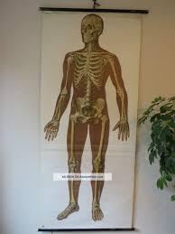 Vintage Anatomical Pull Down School Chart Of The Human Skeleton