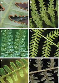 Image result for Hypolepis sparsisora