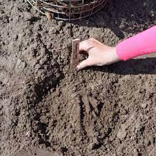 Dahlia bulbs should be planted in the heat, and they should be brought indoors or put in a greenhouse for the winter. Blog How Do I Plant Dahlias