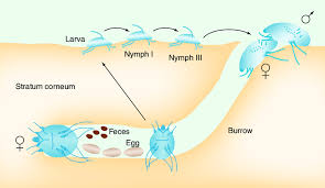 Image result for Sarcoptes scabiei life cycle