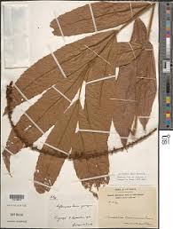 Image result for Eriocoelum microspermum