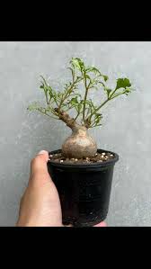 Image result for Cyphostemma barbosae