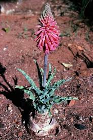 Image result for Vahlia capensis